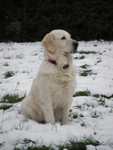 Neva, une de nos deux chiennes